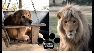 Original Animals #19. CUTE AND FUNNY ANIMALS VIDEO/ МИЛЫЕ И СМЕШНЫЕ ЖИВОТНЫЕ.