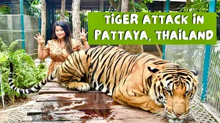 Big Tiger Attack in Tiger Park | Pattaya Thailand
