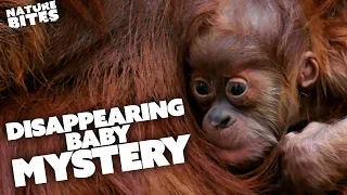 The Mystery of an Orangutan's DISAPPEARING Baby | The Secret Life of the Zoo | Nature Bites