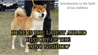 'AINO NISHIKIO' Latest awards introduction.Report on the birth of puppies