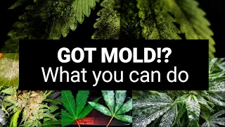 Mold in your Cannabis Cultivation? | What You Can Do About It