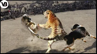 These Dogs Are Brave Enough to Face Even Wild Beasts