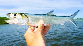 Using LADYFISH as Cut Bait NONSTOP Redfish Fishing