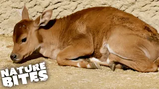 Watch This Banteng Give Birth To A Sickly Calf | The Secret Life of the Zoo | Nature Bites
