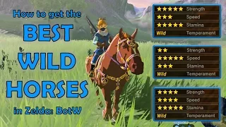 How to get the BEST WILD HORSES in Zelda: Breath of the Wild (NO AMIIBO)!