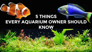 5 Things I WISH I Knew Before I Started an Aquarium