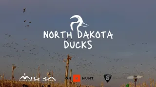 North Dakota DUCK Hunting (THOUSANDS OF BIRDS)