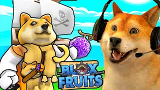 DogBerg jogando BLOX FRUITS pela PRIMEIRA VEZ! | Roblox