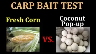 Fresh Corn vs. Coconut Pop-up Boilie: Carp Bait test