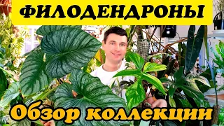 ФИЛОДЕНДРОНЫ  ОБЗОР МОЕЙ КОЛЛЕКЦИИ