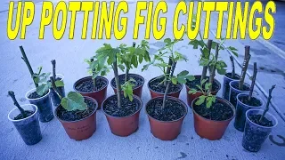 How To Transplant Fig Cuttings Into Larger Containers