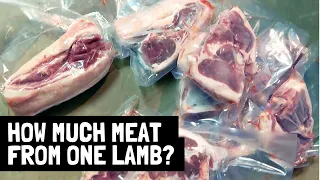 How much meat does a 6 month old lamb give?