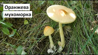 Оранжева мухоморка