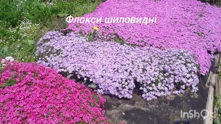 15 весняних квітів які розпочинають сезон квітування #flowers #spring #tulip #garden #music