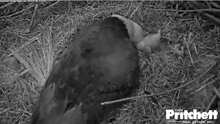 SWFL Eagles ~ HARRIET ACCIDENTALLY FLINGS E21 OUT OF THE NEST BOWL 🐦 Rolls E21 Back Under Her 1.6.23