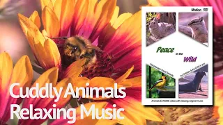 Peace in the Wild_Animals in Nature w/Beautiful, Relaxing music composed by Klender_Perfect_Nap time