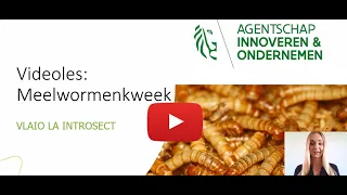 Meelwormen kweken in de praktijk - les 6