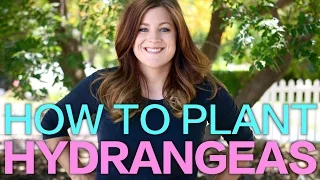 How to Plant A Hydrangea // Garden Answer