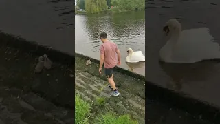 Hero save baby Swan. get attacked by dad swan