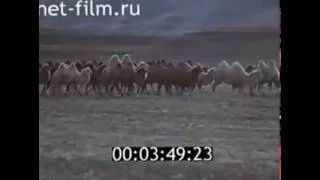 Где берет разбег Енисей  1978