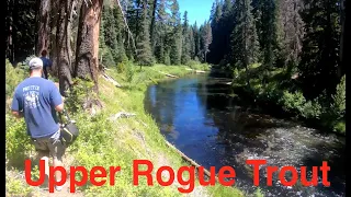 Upper Rogue River Trout Fishing