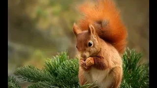 Смешные животные-белки.  Funny squirrel - Приколы белочки