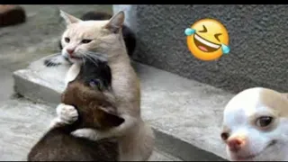 Funniest cat's video 🤭 Best funny cats video🤣😂😂😂 part 49 @Laughing_pawas @DuckyBhai