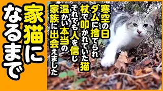 【感動】山の中に捨てられ、ケガを負っていた猫...人を信じ、幸せな家猫になるまでの2ヵ月間【まとめ】