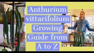 Anthurium vittarifolium Growing Guide & RePotting Video