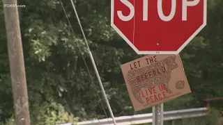 Where's the beef(alo)? Spotted by drone, animal still on the loose