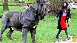 20 Largest Dogs Ever Caught On Camera