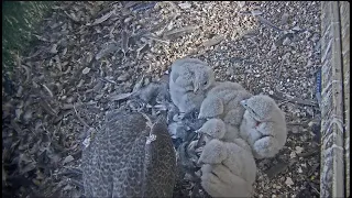 UW Oshkosh Peregrine Falcon- Sokoły wędrowne- Karmienie pięcioraczków🐥🌹🍀🐥🌹🍀🐥🌹🍀🐥🌹🍀🐥🌹🍀13/05/2024