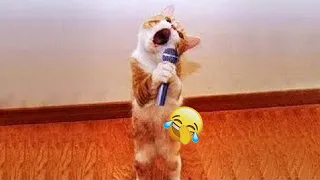 Funny Dog And Cat Videos 😹🐱 Funny Animal Moments 2024 🐶