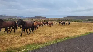 Pferde in Torres del Paine