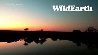 WildEarth - Sunset  Safari - 01 Aug 2022