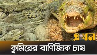 ঘুরে দাঁড়াচ্ছে ভালুকার কুমির খামার | Crocodile farm | Ekhon TV