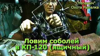 Ловим соболей в "КП-120 ящичный" третий год. Отличный капкан.