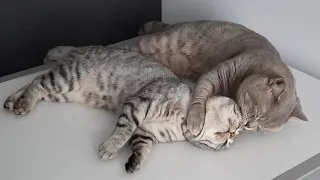 Super caring Dad Cat kisses Mom Cat