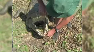 Human Eaten By Croc