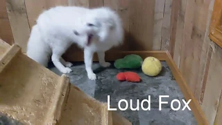 You Won't Believe the CRAZY MOODS of Pet Foxes!