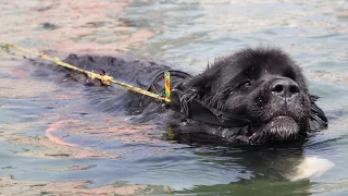 Super Swimmer Dogs Save Lives: SUPERPOWER DOGS