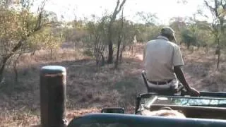 Nosepicking Giraffe (neuspeuteren!) with Oxpeckers