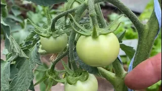 Подкармливаю свои томаты дешево и эффективно. Первая половина лета.