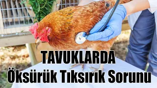 Tavuklarda Öksürük, Ağız Açıp Kapama Ve Hırıltı Tedavisi