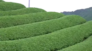 Green tea farm in Wazuka, Kyoto, Japan