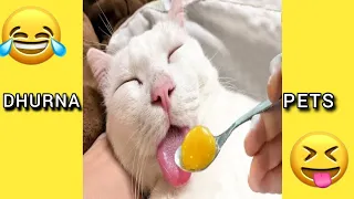 Funniest Animals 2024 | Best Funny Cats and Dogs Videos | Part 38