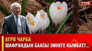 Шафрандын баасы эмнеге кымбат?... // АГРО ЧАРБА