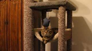 How to DIY heavy Duty Cat Tree - Tower - Climber for a Maine Coon cat