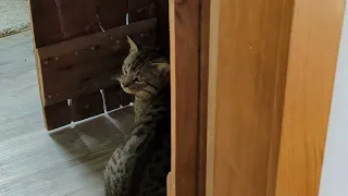 Cat Gets Caught Stealing Dog Food 🤣