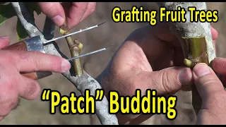 Grafting Fruit Trees | PATCH BUDDING Grafting Technique